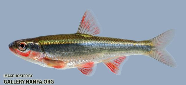 Luxilus cardinalis Cardinal Shiner 1-2000