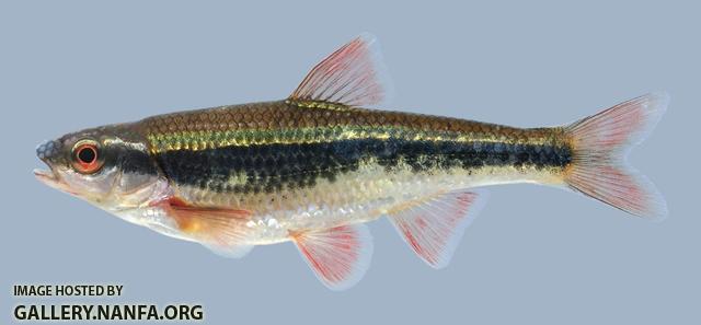 Luxilus cardinalis Cardinal Shiner  2-2000