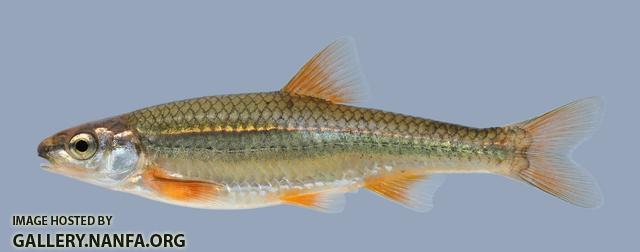 Notropis nubilus  Ozark Minnow-2000