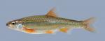 Notropis nubilus  Ozark Minnow-2000