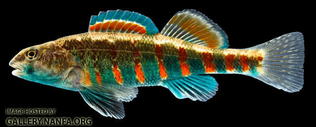 Etheostoma luteovinctum