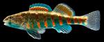 Etheostoma luteovinctum