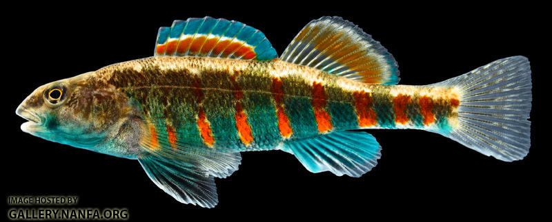 Etheostoma luteovinctum