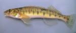 Logperch