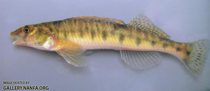 Logperch