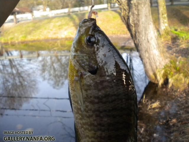 aa bluegill