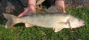 Walleye