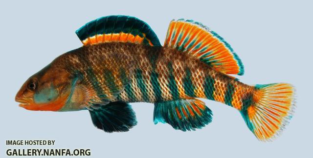 Etheostoma caeruleum Rainbow Darter male 