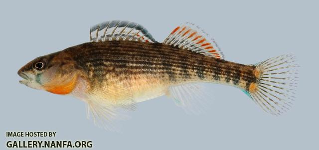 Etheostoma spectabile Orangethroat Darter Female 