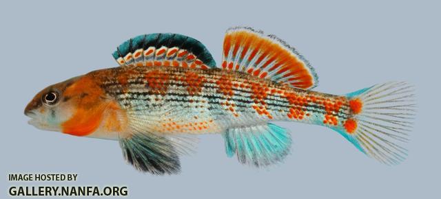 Etheostoma spectabile Orangethroat Darter Male