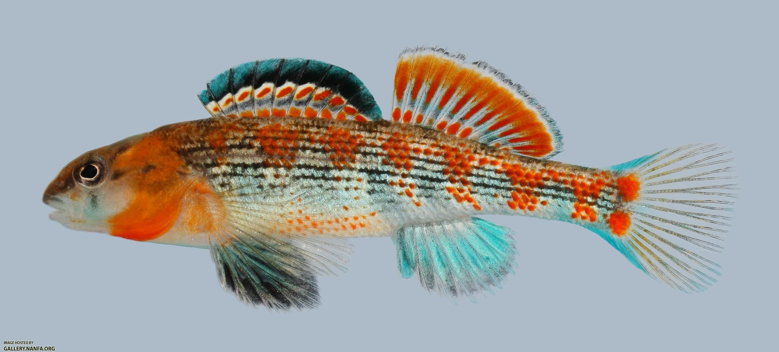 Etheostoma spectabile Orangethroat Darter Male