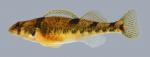 Etheostoma tetrazonum Missouri Saddled Darter female 