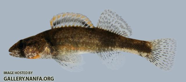 Etheostoma punctulatum Stippled Darter 1 