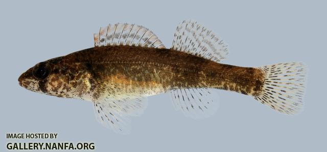 Etheostoma punctulatum  Stippled Darter 2