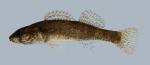 Etheostoma punctulatum Stippled Darter 3 