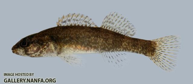 Etheostoma punctulatum Stippled Darter 3 