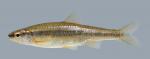 Notropis nubilus  Ozark Minnow 