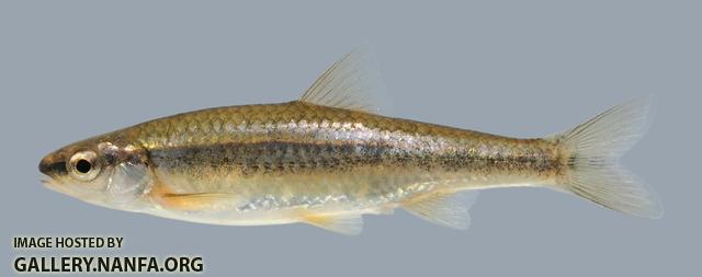 Notropis nubilus  Ozark Minnow 