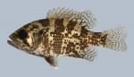 Ambloplites rupestris Rock Bass 