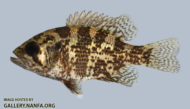 Ambloplites rupestris Rock Bass 