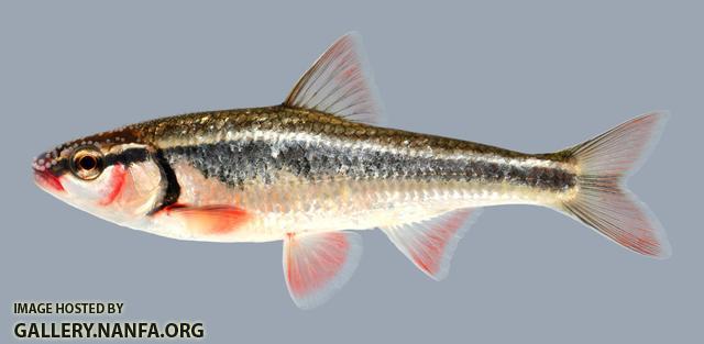 Luxilus zonatus Bleeding Shiner 