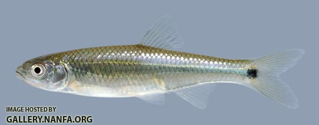 Cyprinella venusta  Blacktail Shiner 