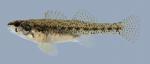 Etheostoma proeliare Cypress Darter Female 1