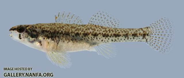 Etheostoma proeliare Cypress Darter Female 1