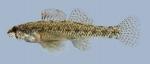 Etheostoma proeliare Cypress Darter male 1