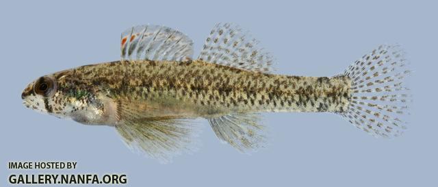 Etheostoma proeliare Cypress Darter male 1