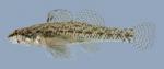 Etheostoma proeliare Cypress Darter Male 2