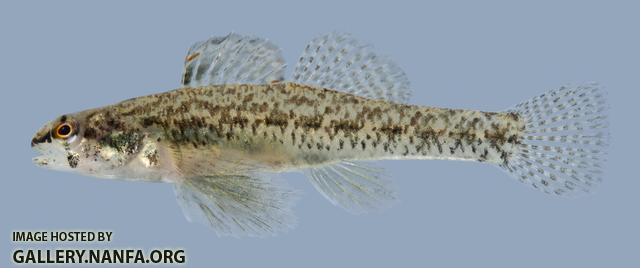 Etheostoma proeliare Cypress Darter Male 2