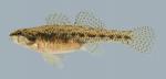 Etheostoma proeliare Cypress Darter Female 2 