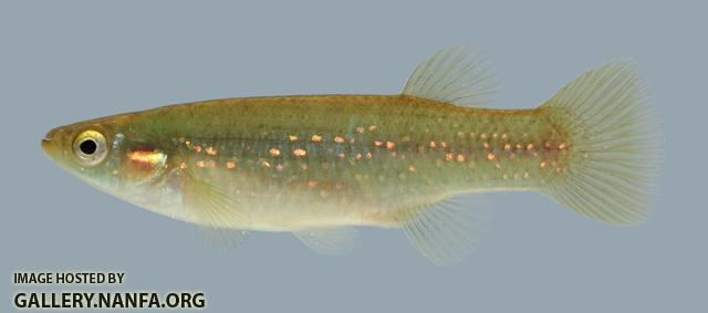 Fundulus chrysotus Golden Topminnow 1