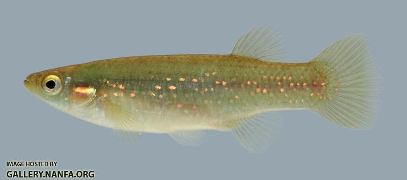 Fundulus chrysotus Golden Topminnow 1