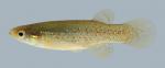 Fundulus chrysotus Golden Topminnow 2