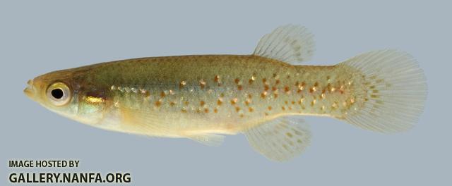 Fundulus chrysotus Golden Topminnow 2