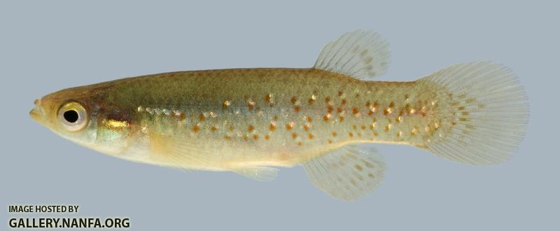 Fundulus chrysotus Golden Topminnow 2