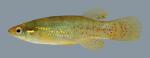 Fundulus chrysotus Golden Topminnow 3 