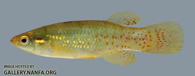 Fundulus chrysotus Golden Topminnow 3 