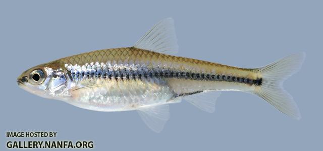 Notropis texanus  Weed Shiner