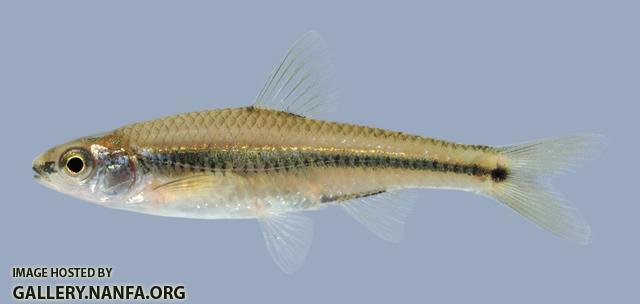 Notropis texanus Weed Shiner 