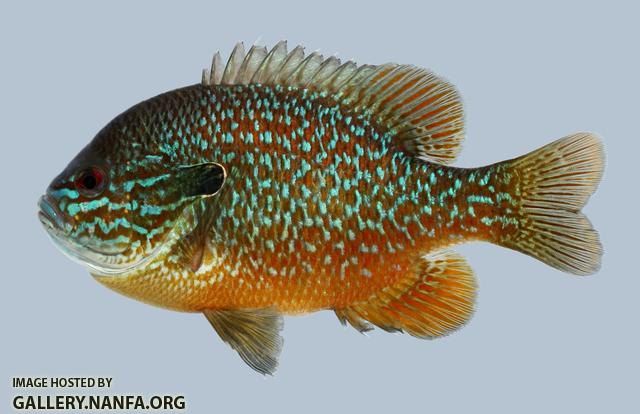 Lepomis megalotis Longear Sunfish 