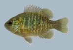 Lepomis miniatus Redspotted Sunfish 