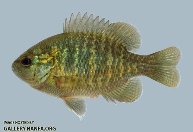 Lepomis miniatus Redspotted Sunfish 