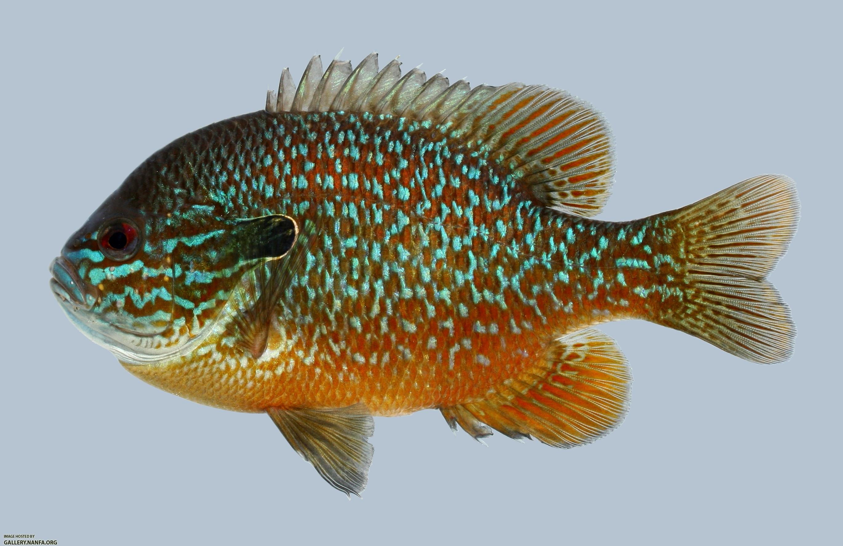 Lepomis megalotis Longear Sunfish 