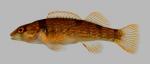 Etheostoma juliae Yoke Darter 