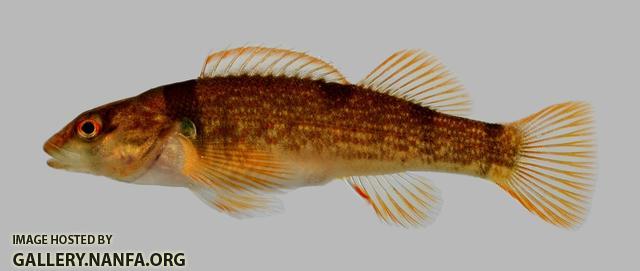 Etheostoma juliae Yoke Darter 