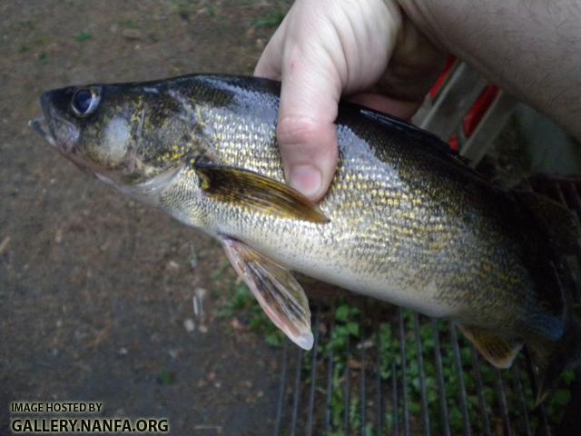 walleye