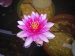 water lily